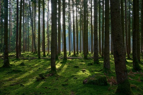 High forest area with moss-covered ground and rays of light between the trees, Mudau, Odenwald,