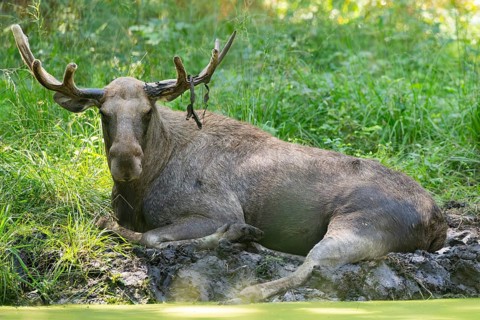 Elk (Alces alces) lying beside a littel lake, Hesse, Germany