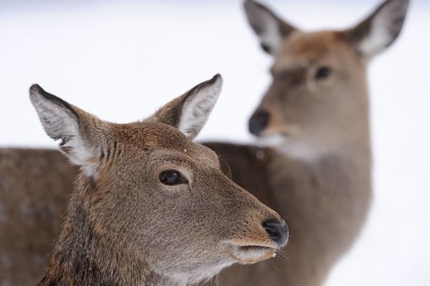 Close-up of a deer in the snow, focussed view in a cold winter environment, sika deer (Cervus