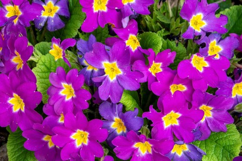 Purple primrose (Primula sp.), Baden-Württemberg, Germany