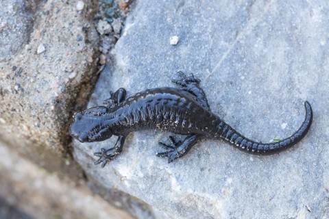 Salamandra atra, alpine salamander, sitting on rock, 2400 meters sea level, Grossglockner High