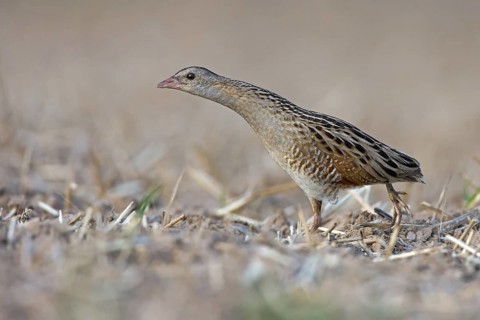 Corn Crake (Crex crex), Saxony-Anhalt, Germany