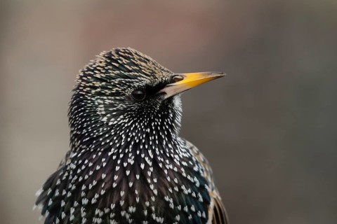 Common or European starling (Sturnus vulgaris) adult bird head portrait, England, United Kingdom