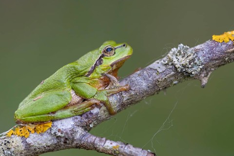 European tree frog (Hyla arborea), Zandvort, Netherlands