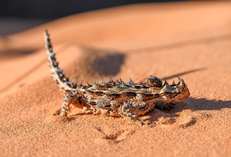 Thorny devil (Moloch horridus), François Péron National Park, Shark Bay, State of Western