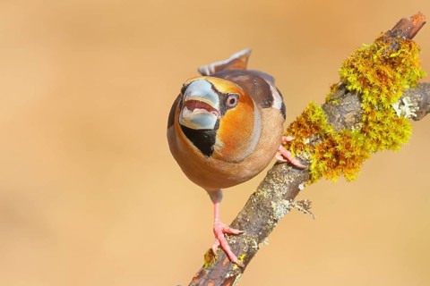 Hawfinch (Coccothraustes coccothraustes) Aggressive male sitting on branch overgrown with moss and