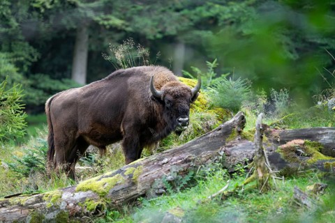 Wisent (Bison bonasus) bull in near-natural habitat, eats grass, captive, Germany