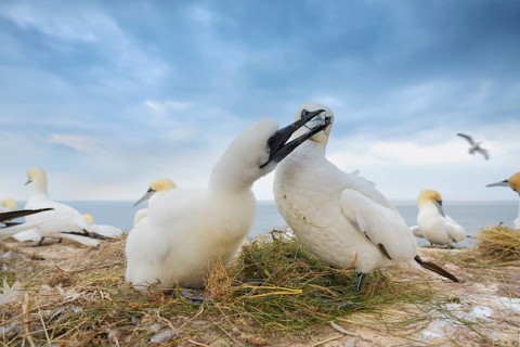 Northern Gannet (Morus bassanus) with chick, Schleswig-Holstein, Germany