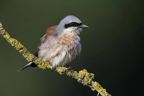 Red-backed shrike (Lanius collurio), animals, birds, shrike family, on a perch, Worms district,