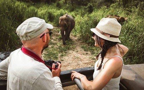 Tourists in safari jeep watching wild Asian elephants grassland wildlife encounter travel