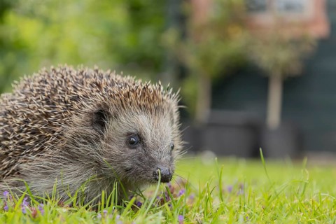 European hedgehog (Erinaceus europaeus) adult animal on a garden grass lawn in spring, England,