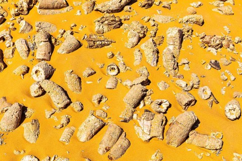 Rudists, tubular fossilised sea shells, Huqf rocky desert, Arabian Peninsula, Sultanate of Oman
