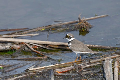 Little Ringed Plover (Charadrius dubius), Großwilfersdorf, Styria, Austria
