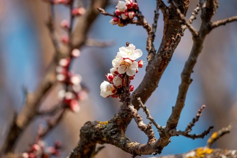 Delicate, white blossoms of the apricot (Prunus armeniaca) on gnarled branches in front of a clear
