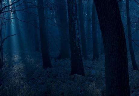 Dark forest at night with blue light and mystical atmosphere, deep, shimmering blue night forest,