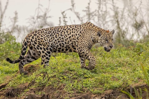 Jaguar (Panthera onca) with butterfly, Pantanal, Brazil