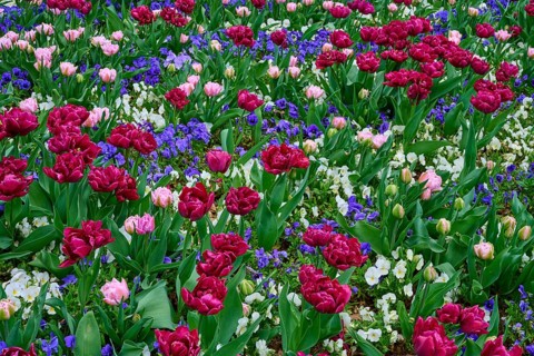Colourful flower bed with red, pink tulips and purple flower-bed surrounded by green foliage, spa