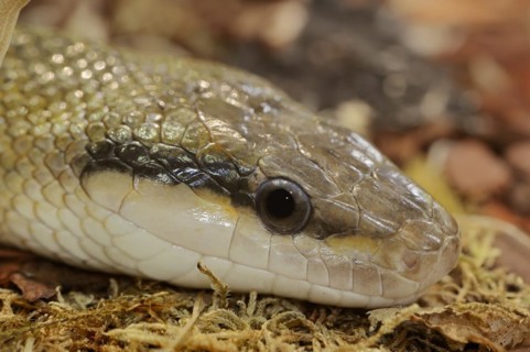 Taiwan beauty snake (Orthriophis taeniurus frisei, Elaphe taeniura frisei), captive, occurrence in