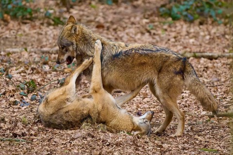 A wolf stands over another lying on its back in the foliage in a natural forest environment, Wolf