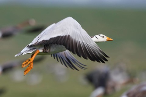 Bar-headed Goose & Greater White-fronted Goose (Anser indicus & Anser albifrons) flying,