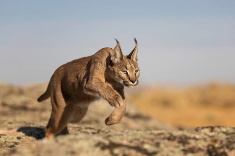 Caracal (Caracal caracal) adult running and jumping, Castile-La Mancha, Spain