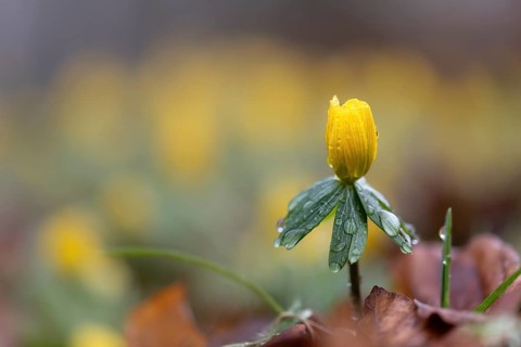 Winter aconite (Eranthis hyemalis) with raindrops, Austria, Upper Austria