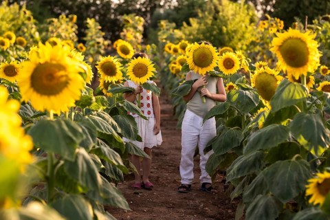 Two children stand in a vibrant sunflower field, playfully hiding their faces with large sunflowers