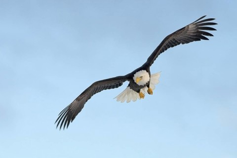 Bald Eagle (Haliaeetus leucocephalus), Alaska, USA