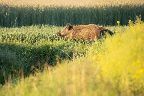 Wild boar in the field. Swarzedz, Poland
