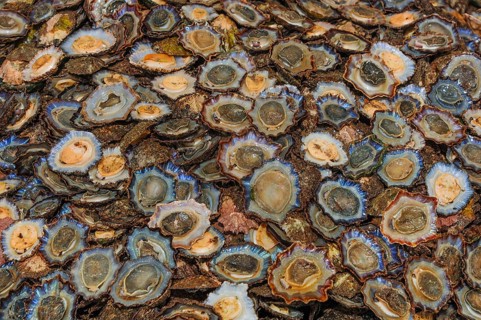 Limpets (Patellidae) in fishmonger's display at fish market, Funchal, Madeira, Portugal