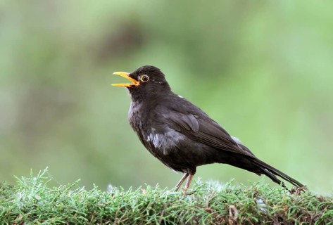 Common Blackbird (Turdus merula) male singing, France
