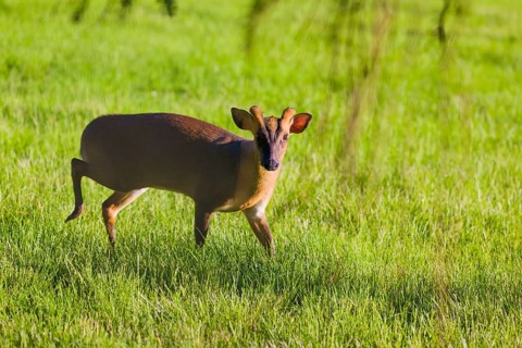 One male Reeves's muntjac (Muntiacus reevesi) on a green meadow
