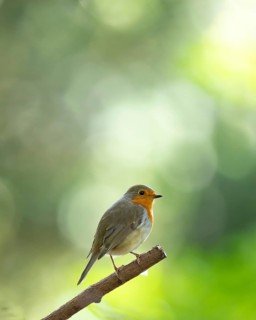 European robin (Erithacus rubecula), profile view, standing on a branch, branch protrudes
