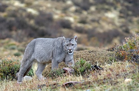 Cougar (Cougar concolor), Torres del Paine National Park, Chile, South America