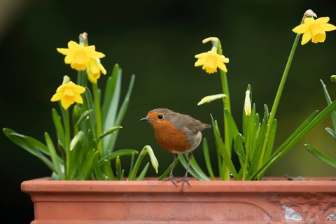 European robin (Erithacus rubecula) adult garden bird on a plant pot with daffodil flowers in