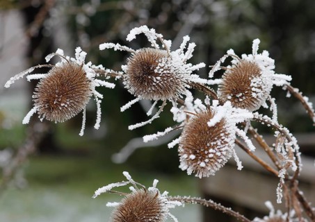 Wild teasel (Dipsacus fullonum), dried inflorescences with hoarfrost, North Rhine-Westphalia,