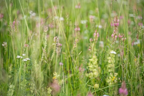 Futterwiese, Fettwiese mit verschiedenen Gräsern und Blüten, Esparsette (Onobrychis viciifolia) und