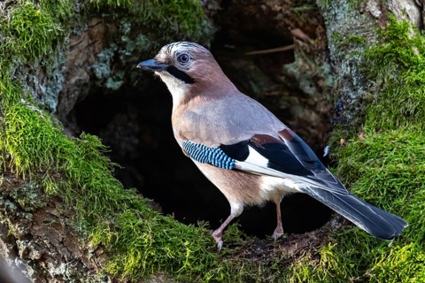 Eurasian jay (Garrulus glandarius) Germany