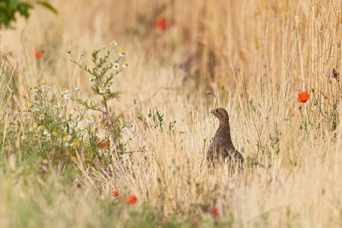 Partridge (Perdix perdix) female standing alone in colourful flowering strips of poppies and