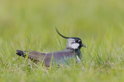 Kiebitz, Vanellus vanellus Northern Lapwing, Vanellus vanellus