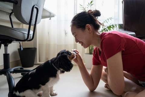 A young woman engages in a training session with her Cavalier King Charles Spaniel at home. The