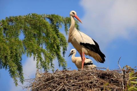White stork, (Ciconia ciconia), white stork with chicks in the nest, Baden-Württemberg, Germany
