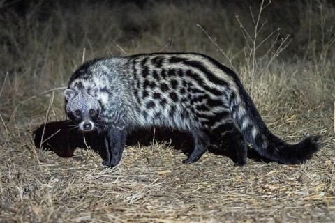 African civet (Civettictis civetta) at night, Kruger National Park, South Africa