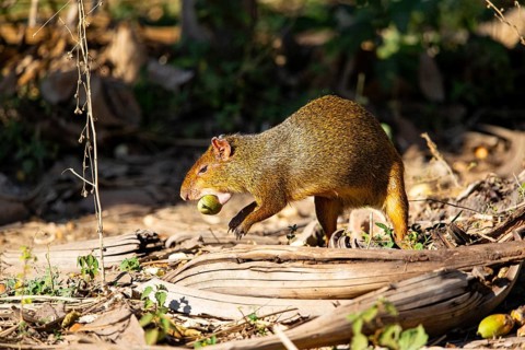 Azara's agouti (Dasyprocta azarae) Pantanal Brazil
