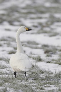 Tundra Swan (Cygnus columbianus bewickii), Netherlands