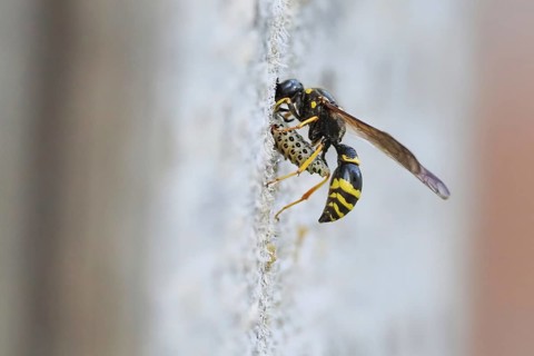 A large stem wasp (Symmorphus murarius) transports a leaf beetle larva (Chrysomelidae) into its