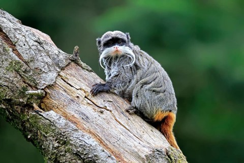 Emperor bearded tamarin (Saguinus imperator subgrisescens), adult, on tree, alert, South America