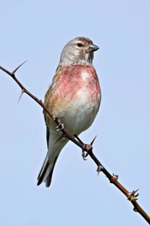Common linnet (Linaria cannabina), male sitting on a branch, Texel, West Frisian Island, province