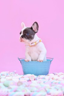 Cute blue pied French Bulldog dog puppy in bucket between marshmallow sweets on pink background