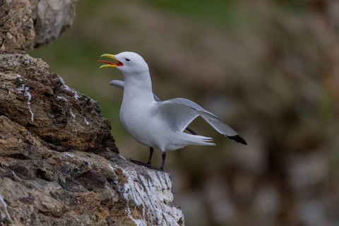 Black-legged kittiwake (Rissa tridactyla), calling, at the nesting site, Ekkeroy, Varangerfjord,
